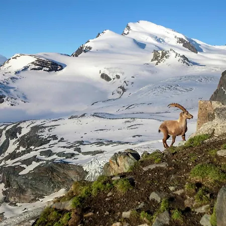 Chalet Wooden Chalet In Near The Aletsch Arena