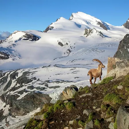 Wooden In Near The Aletsch Arena Domek alpejski