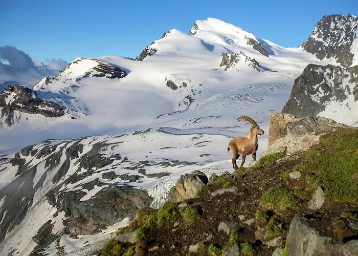 Wooden In Near The Aletsch Arena Domek alpejski